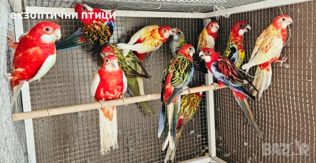 Продавам Розели-(Пенанти) , снимка 17 - Папагали - 56140623