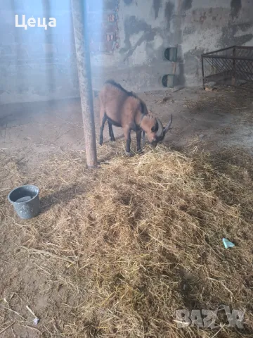 Френски алпин мъжки ярета, снимка 3 - Кози - 48962271