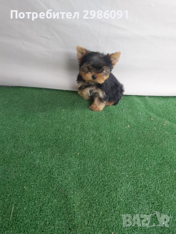 Мини йоркширски териер , снимка 5 - Йоркширски териер - 36517526