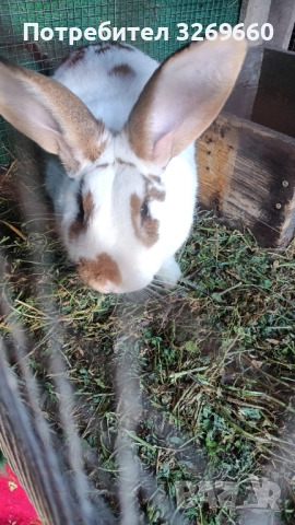 Зайци, снимка 2 - Други - 51513639