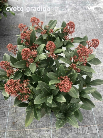 Skimia Japonika-Скимия, снимка 4 - Градински цветя и растения - 52163709