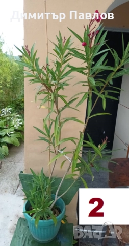 Зокуми,Олеандри,Лян, снимка 4 - Градински цветя и растения - 51546447