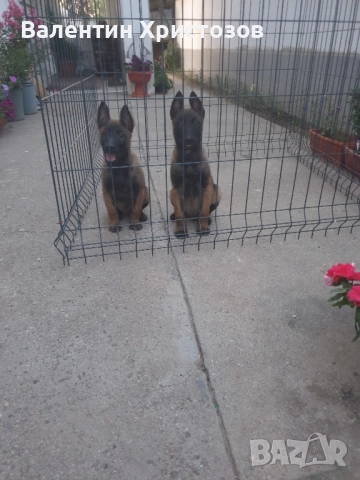 белгийска овчарка малиноа , снимка 6 - Белгийска овчарка - 52530169