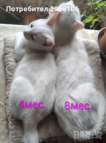 котенца бели,4 мес, снимка 3 - Британска късокосместа - 50837290