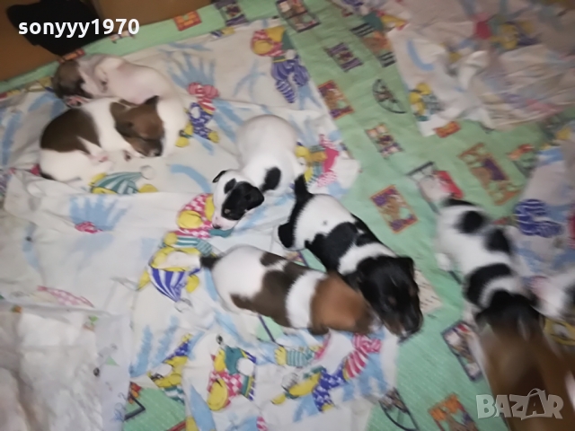 ДЖАКЧЕ-ЖЕНСКО 5 МЕСЕЦА БОНБОН 1103222003, снимка 12 - Джак ръсел териер - 36073476