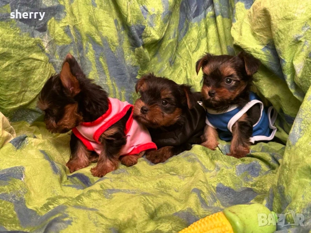 Мини йоркита , снимка 3 - Йоркширски териер - 53641223