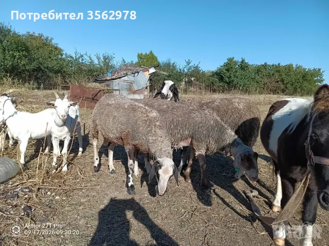 шилета по 50-60 кг, снимка 2 - Овце - 53289584