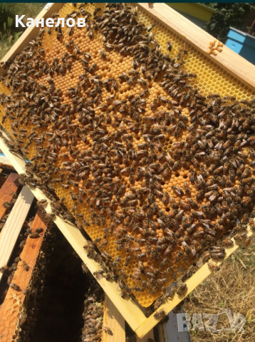 Пчелни семейства, снимка 3 - За пчели - 44763170