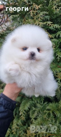Померен , снимка 4 - Померан - 35755799