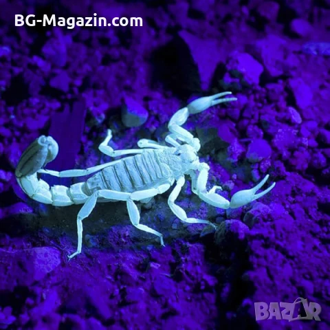 Мощен LED акумулаторен UV ръчен фенер 395nm ув фенерче лампа за камък смола урина кръв пари нокти, снимка 6 - Къмпинг осветление - 51027960