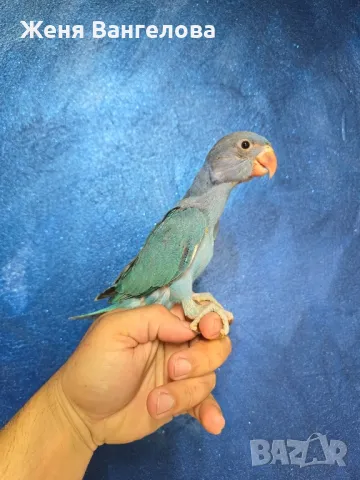 Ексклузивна цена до 1 юни Топ.. Малък александър., снимка 4 - Папагали - 50437180
