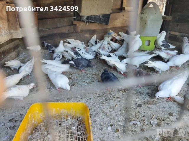 Продавам Гълъби Арабски Смеячи
