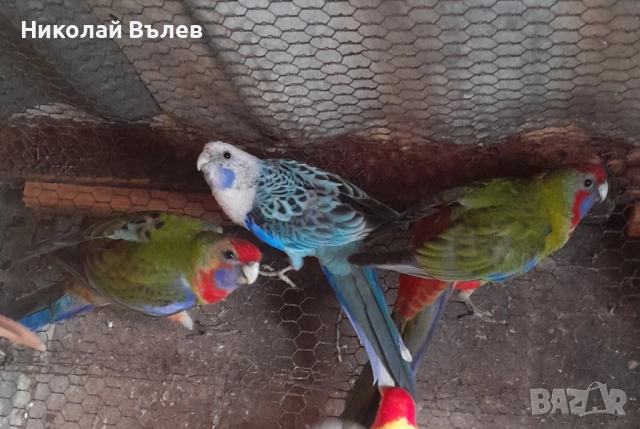 Пенанти , снимка 15 - Папагали - 52105277