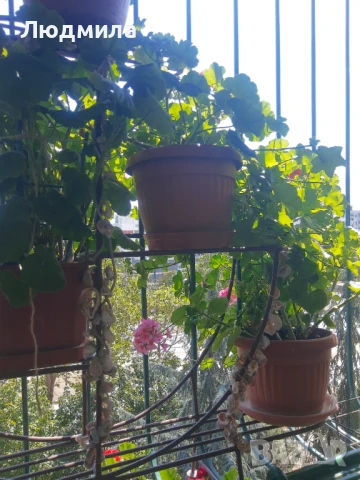 Цветарник,ковано желязо на няколко нива,грундиран и боядисан , снимка 15 - Градински мебели, декорация  - 50096264