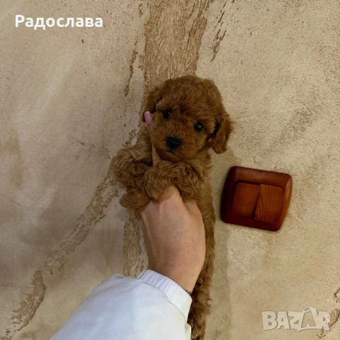 Той пудел момченце и момичета, снимка 5 - Пудели - 51889483