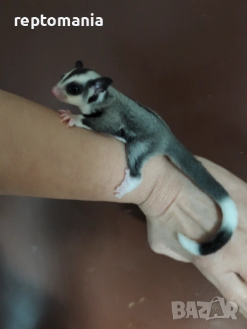 Захарна катеричка летяща торбеста катерица, снимка 11 - Други животни - 53143127