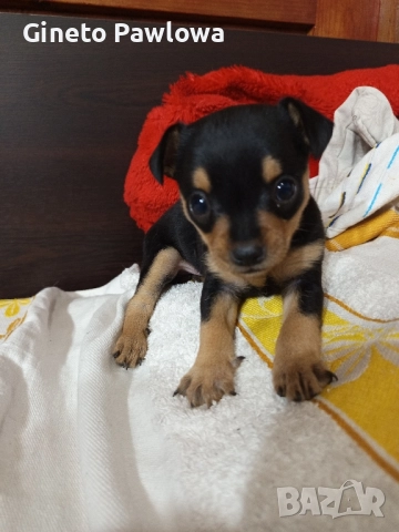 Между Пинчер-Чихуахуа , снимка 5 - Пинчер - 52356137