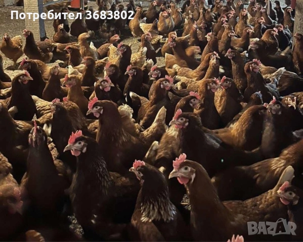 Носачки кокошки за яйца , снимка 3 - Кокошки и пуйки - 51591722