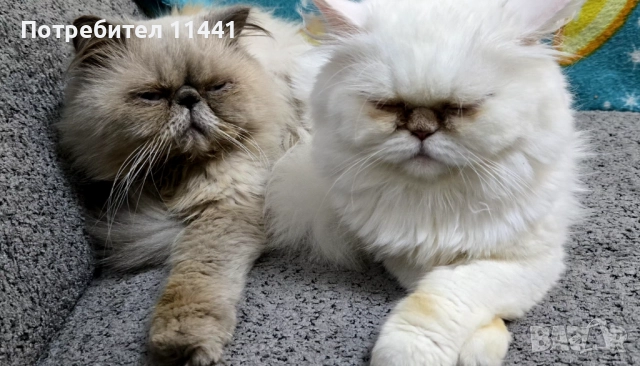 Персийско котенце, снимка 8 - Персийска - 52845721