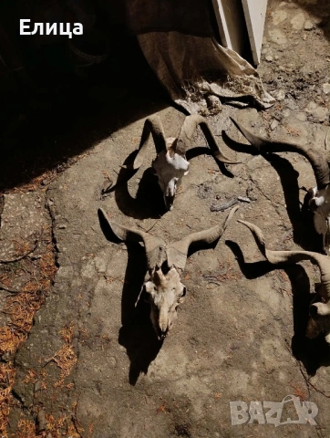 Черепи на кози