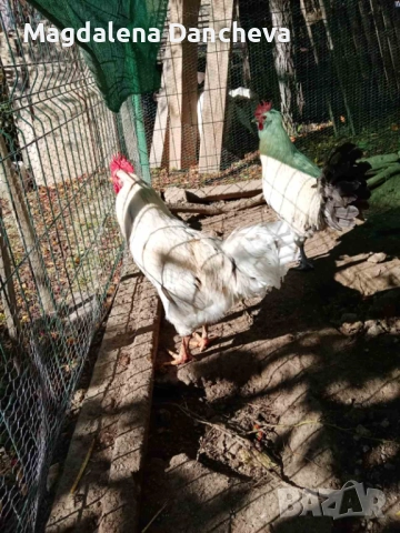 Продавам Петли Маран, снимка 4 - Кокошки и пуйки - 52322164