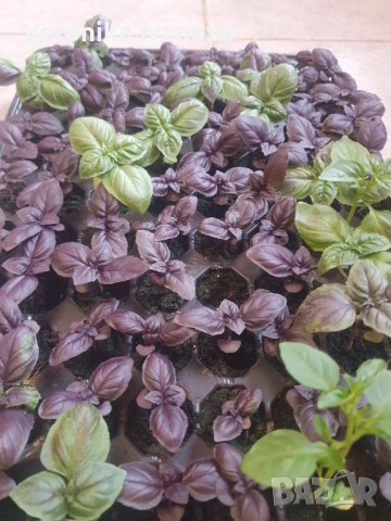 Босилек, снимка 2 - Сортови семена и луковици - 52742289