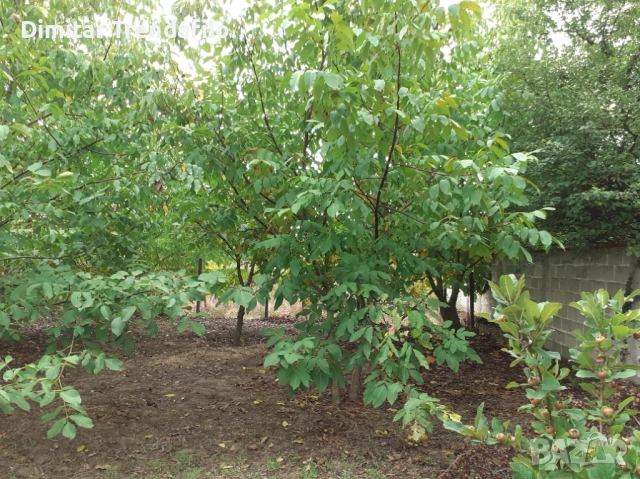 Орехова градина 570 кв.м., с. Виноградец, обл. Пазарджик, 19,000 Евро, снимка 10 - Парцели - 52223300