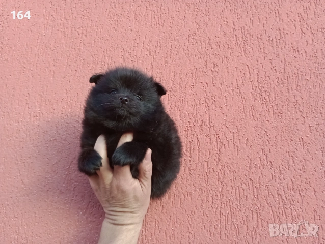Черен Померан. Момченце., снимка 3 - Померан - 53464972