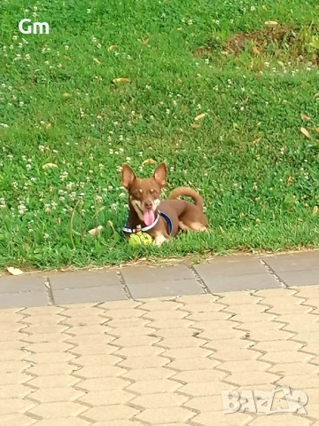 Пинчер си търси Дама , снимка 3 - Търси партньор - 51411072