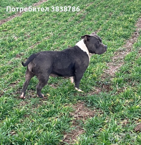 American bully, снимка 5 - Други - 53718371