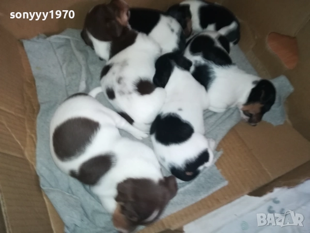 ДЖАК РЪСЕЛ 0709250822, снимка 13 - Джак ръсел териер - 51630112