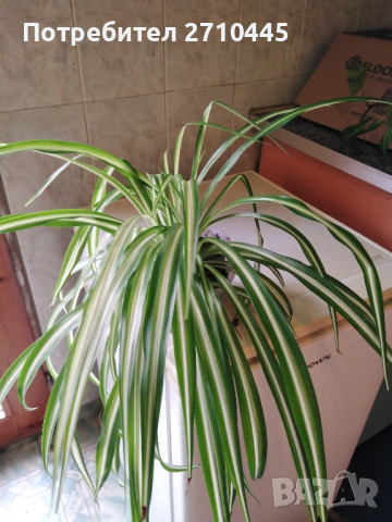 Хлорофитум /зелена лилия/