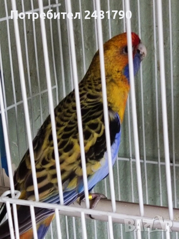 Птици, снимка 3 - За птици - 51924824