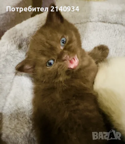  Британско късокосместо момче. шоколадово. British Shorthair Kitten, снимка 4 - Чинчили - 56024578