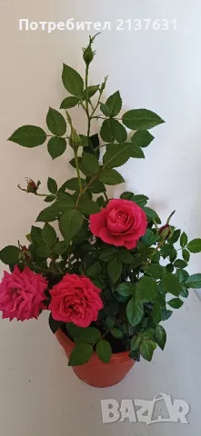 НАМАЛЕНА  РОЗА  МИКС  - 5 КОРЕНА в САКСИЯ , снимка 1