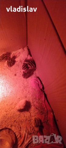 продавам пъдпъдъци 