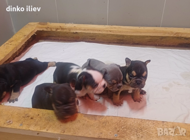 малки булдочета , снимка 2 - Френски булдог - 52907796