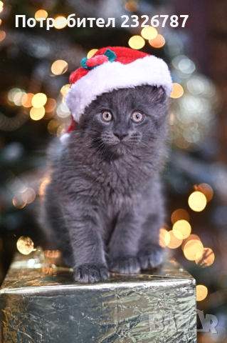 Продавам коте мейн-кун