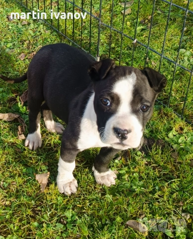 Маки питбули, снимка 5 - Питбул - 52840450