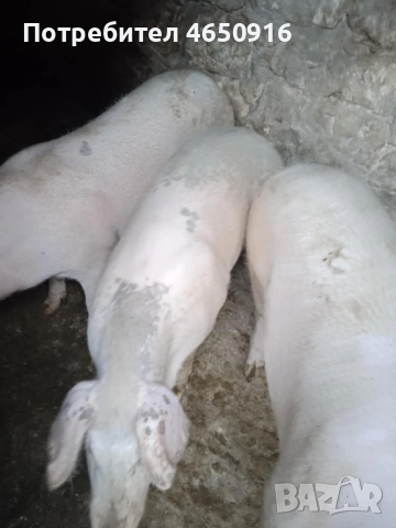 Прасета, снимка 2 - Прасета - 52413386