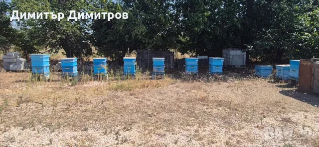Продавам пчелни семейства 