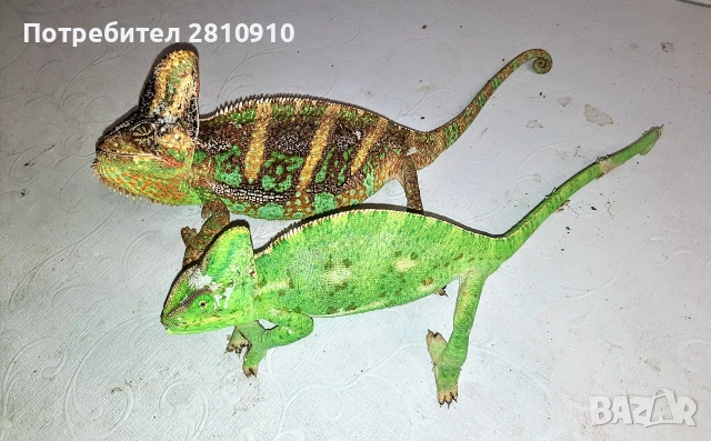 хамелеони и агами