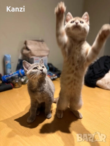 Британски British Blue Point, снимка 7 - Британска късокосместа - 52353233