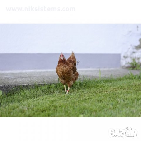 Пръстени за Птици Щракващи 8 мм., 12 мм. или 16 мм. - 100 бр., снимка 2 - За птици - 34270733