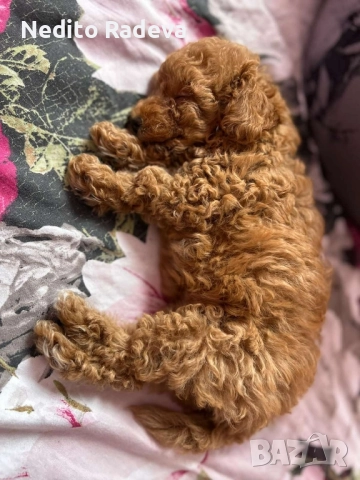 Той-teacup пудел , снимка 6 - Търси партньор - 52806986