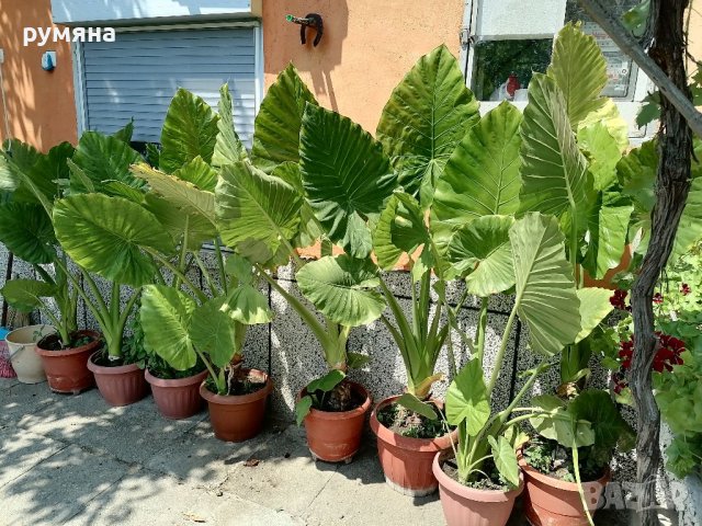 Трилистници от 1.20м до 2м , снимка 5 - Стайни растения - 38399650