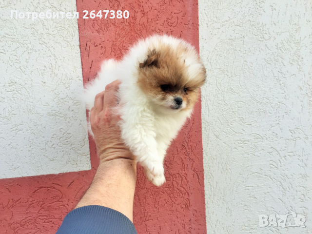 Померан , снимка 3 - Померан - 44736353