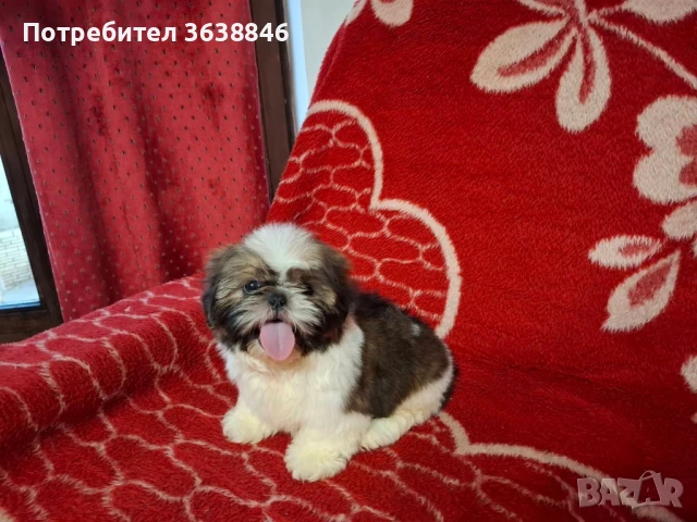 Ши тцу, снимка 4 - Ши Тцу - 50728240