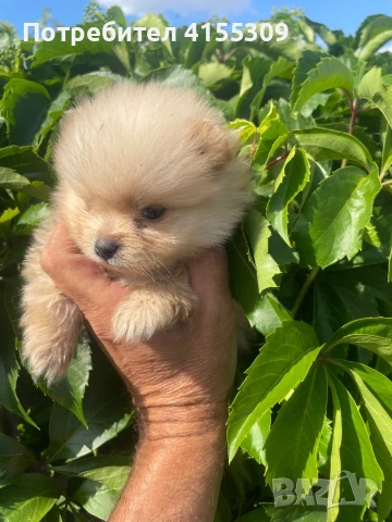 Мини Померан, снимка 5 - Померан - 48347965