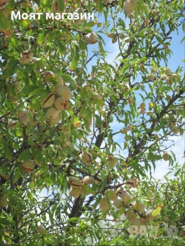 Бадем, снимка 8 - Градински цветя и растения - 53619024